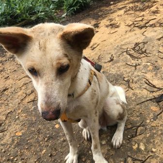 It‘s more zeizei 🐶