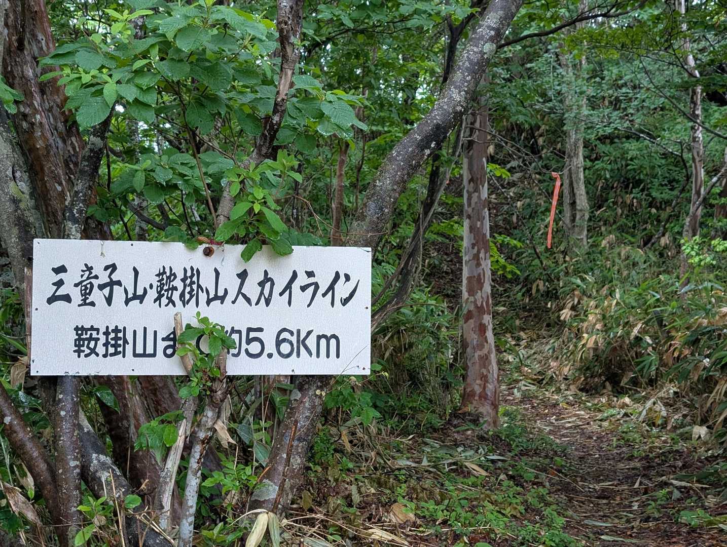 スカイライン✨