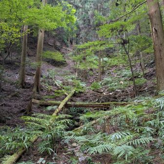 しばらくは原生林の森