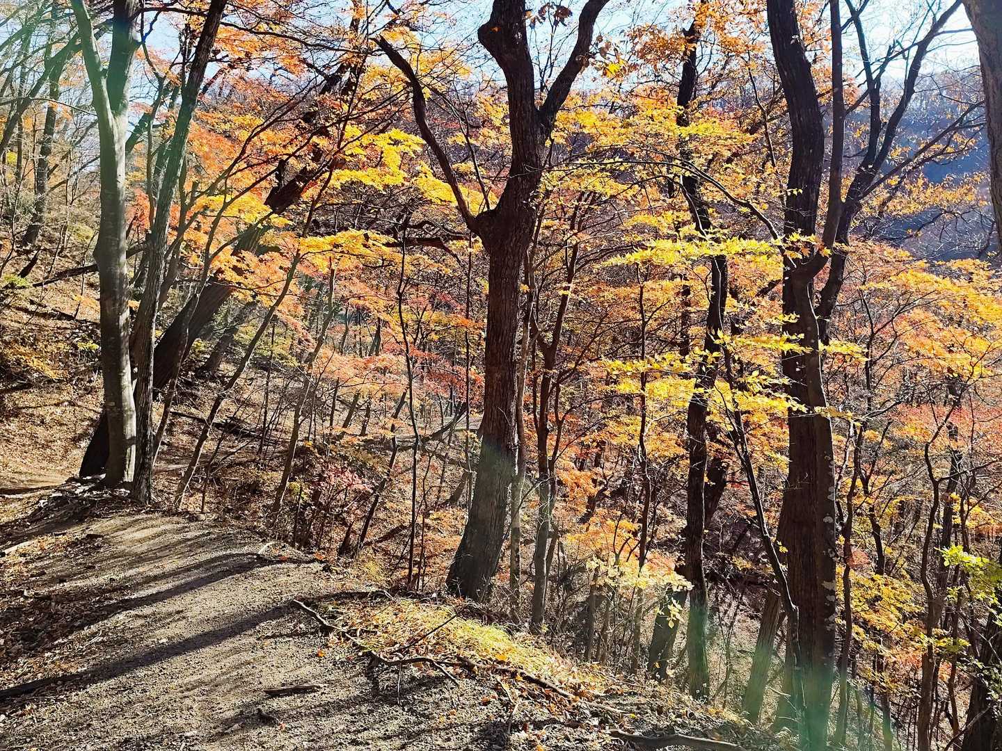 写真ではあまり伝わりませんが　今年観てきた紅葉🍁の中では一番と思います
ずっとこの先見事な紅葉です✨