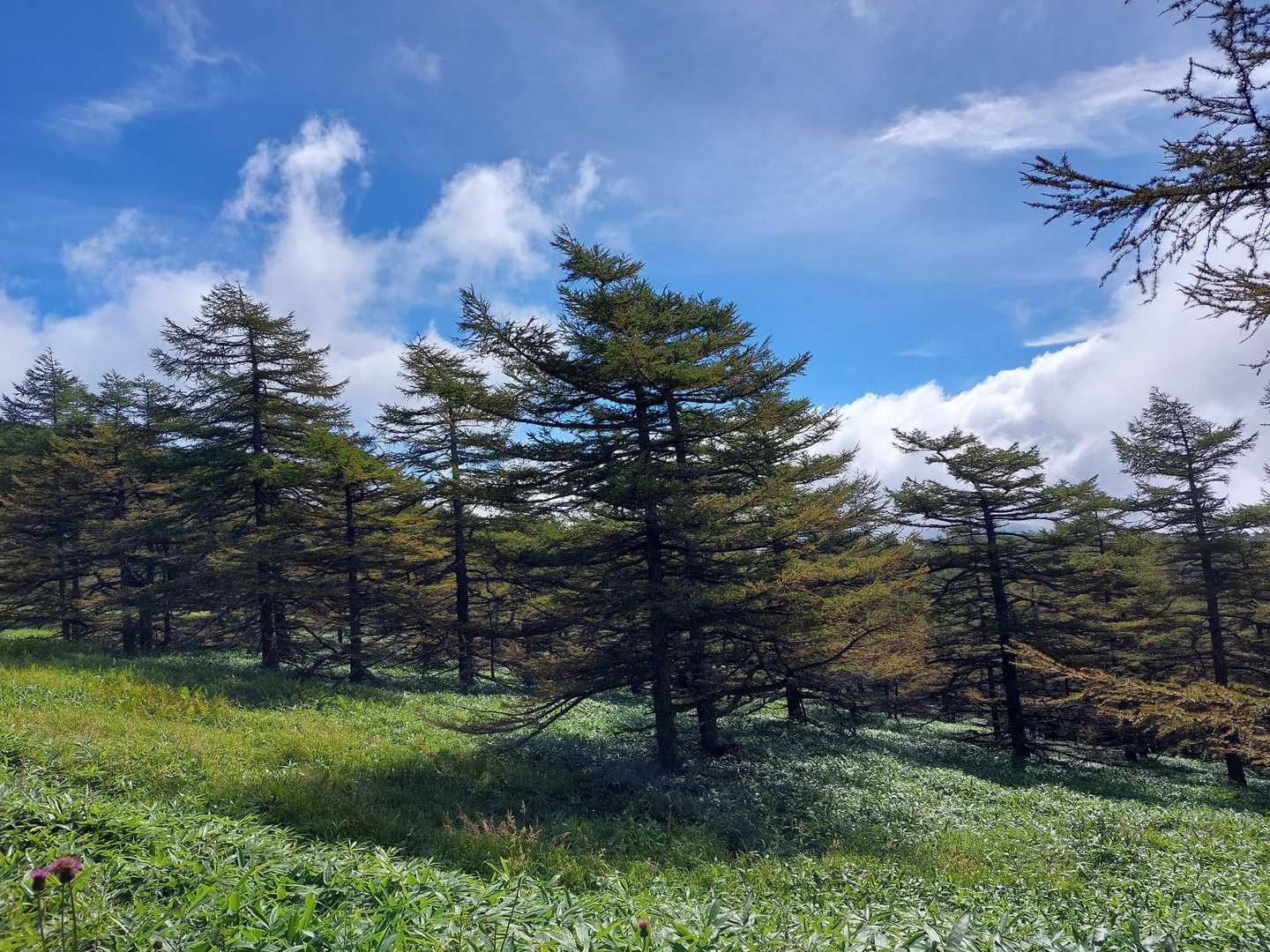池ノ平湿原入口-三方ヶ峰-鏡池 往復コースの写真