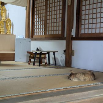 猫さま、お昼寝中💤
お賽銭、ちゃおチュールにすれば良かったかな(⁠ ⁠◜⁠‿⁠◝⁠ ⁠)⁠
