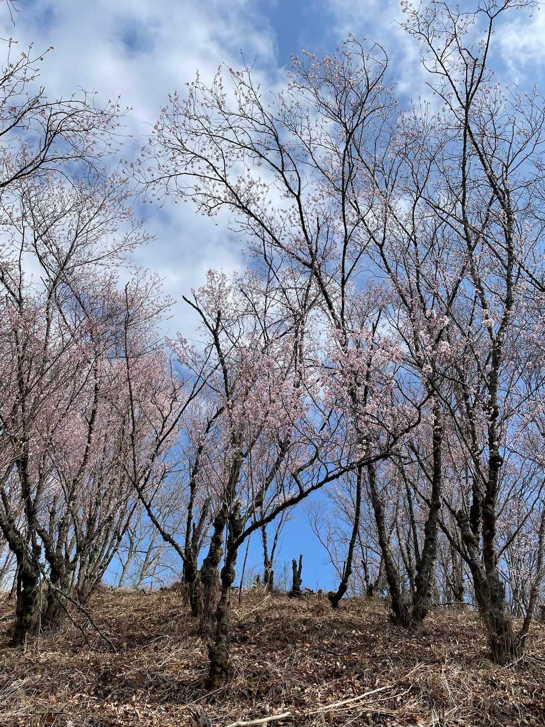 この桜🌸上にむかってる伸びている