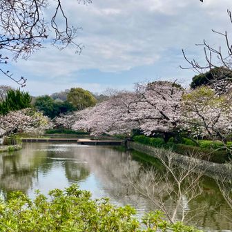 鶴岡八幡宮⛩️
池にリフレクションする🌸が綺麗でした✨️