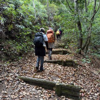 ひたすら登る、登る🥾💦
階段が終わったと思ったら、また階段🤣
弥山、標高以上にしっかり脚にくる〜😂⛰️