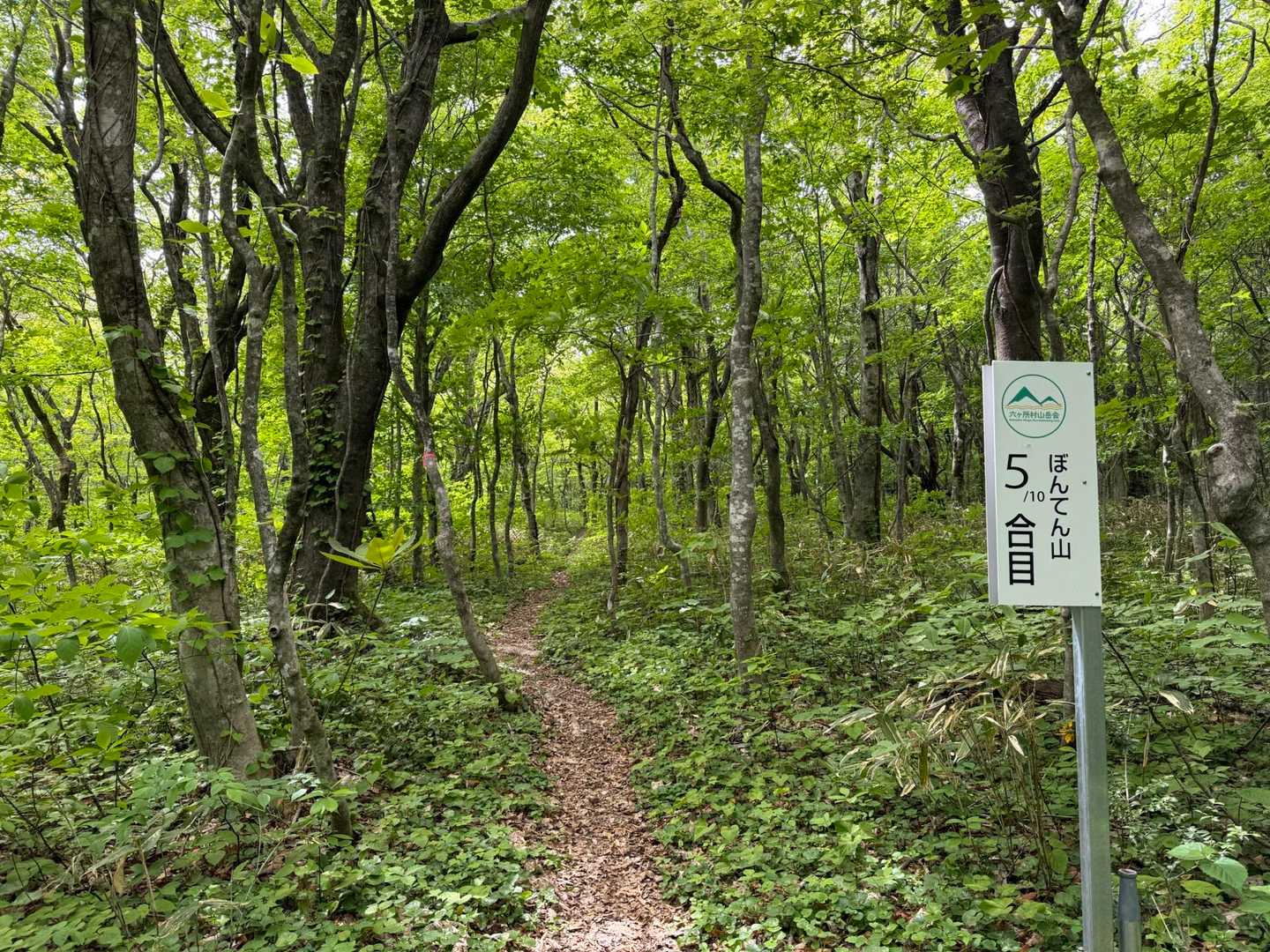ともかく歩きやすい😁