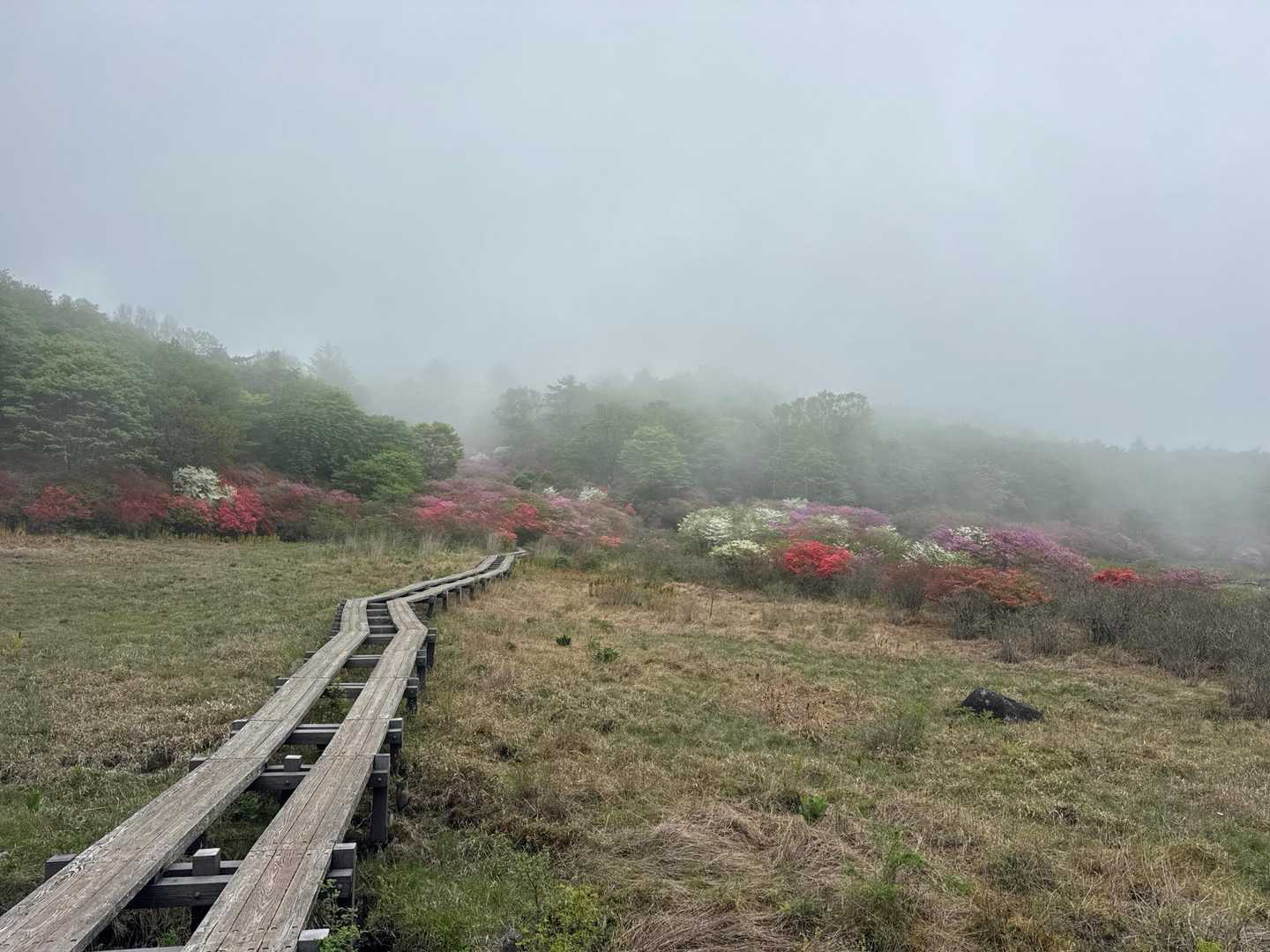 残念ながら天気が、ね😅

けど、それでも色とりどりのツツジにウットリ(人´∀｀)．☆．。．:*・゜

カミさんも大満足🤗