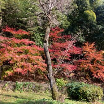 憩いの森、ふと見ると綺麗な紅葉🍁