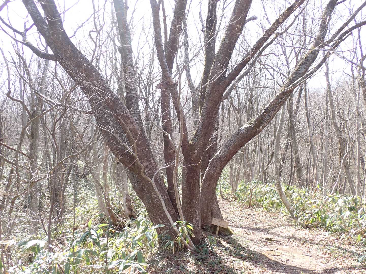 山桜