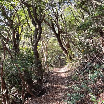 今日は背山散策路へ山歩　山道を歩いて山の空気を思いっきり吸って　山を満喫したかったので🎶　って道を間違えてたー😆　実はもう一本下の道を歩きたかったんです😅　方向音痴な私🤣