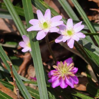 ２４日に咲いた五頭の雪割草･･･!