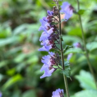 花に短い毛が無いからヤマハッカかな？
登山道のあちこちで咲いてました✨