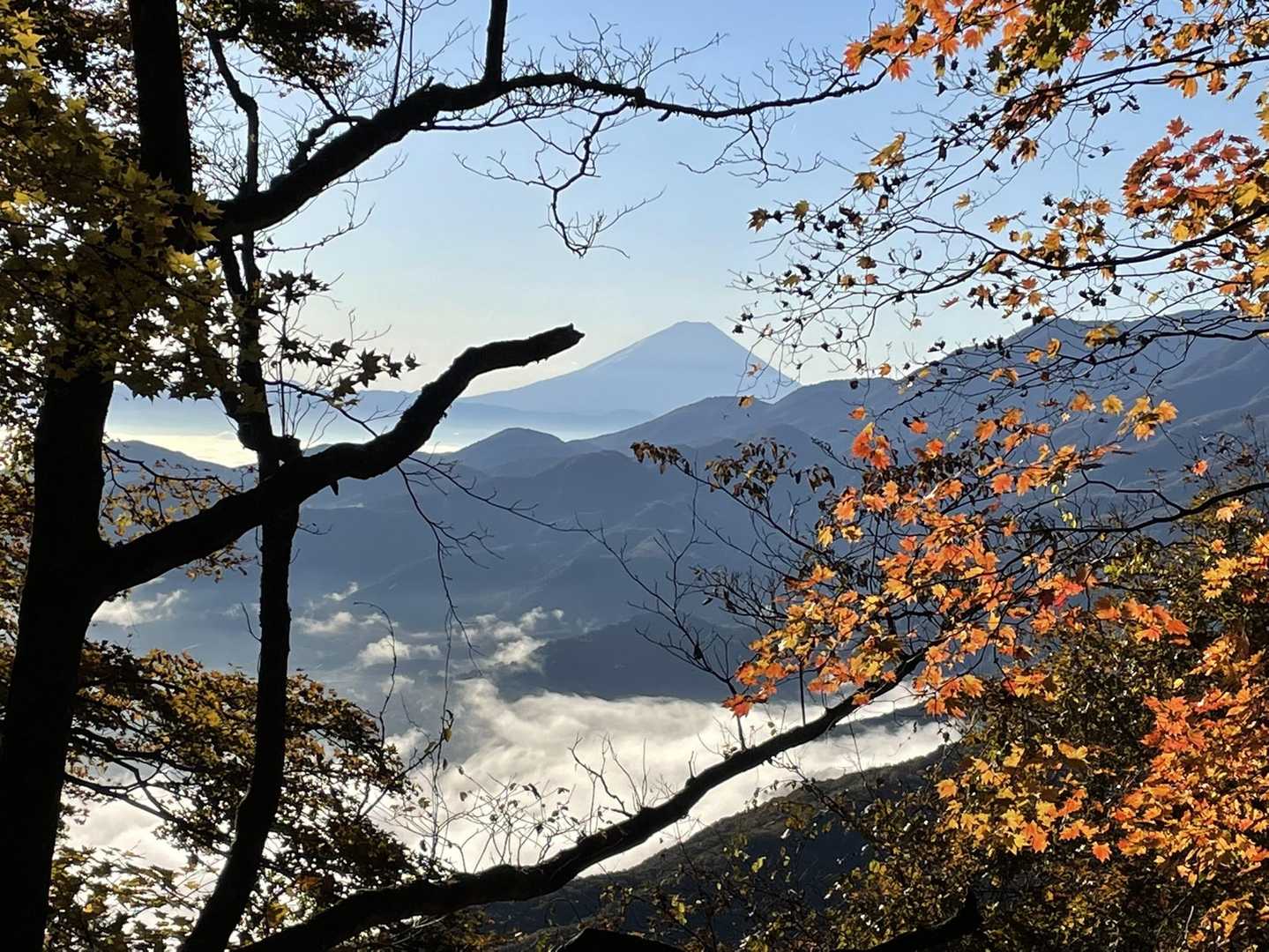 木々の間から富士山と雲海🗻
