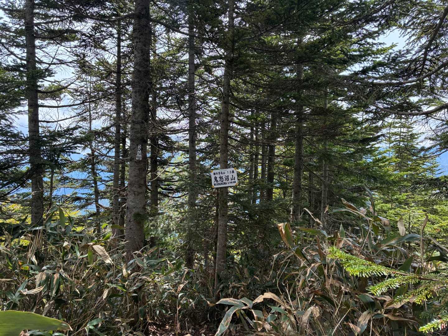 はい、山頂〜。
展望なし🙅‍♂️
そして休むスペースもないので、サクッと戻ります😅