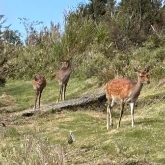 登山道の向こうから鹿の皆さん登場