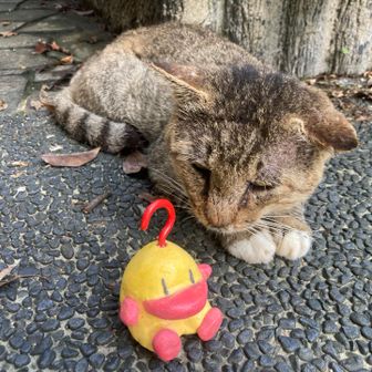 お出迎えしてくれたネコさまと記念撮影。
え？ナニ？の表情です。