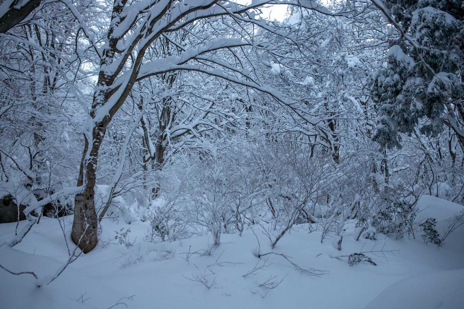 一王子神社-定高山 往復コースの写真