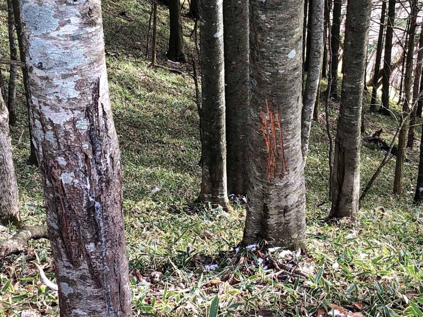 🐻さんの爪とぎ跡　左旧　右新しい😱