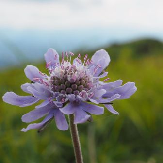 外側の花はほとんど咲きそろって中心部の花が咲き始めている
