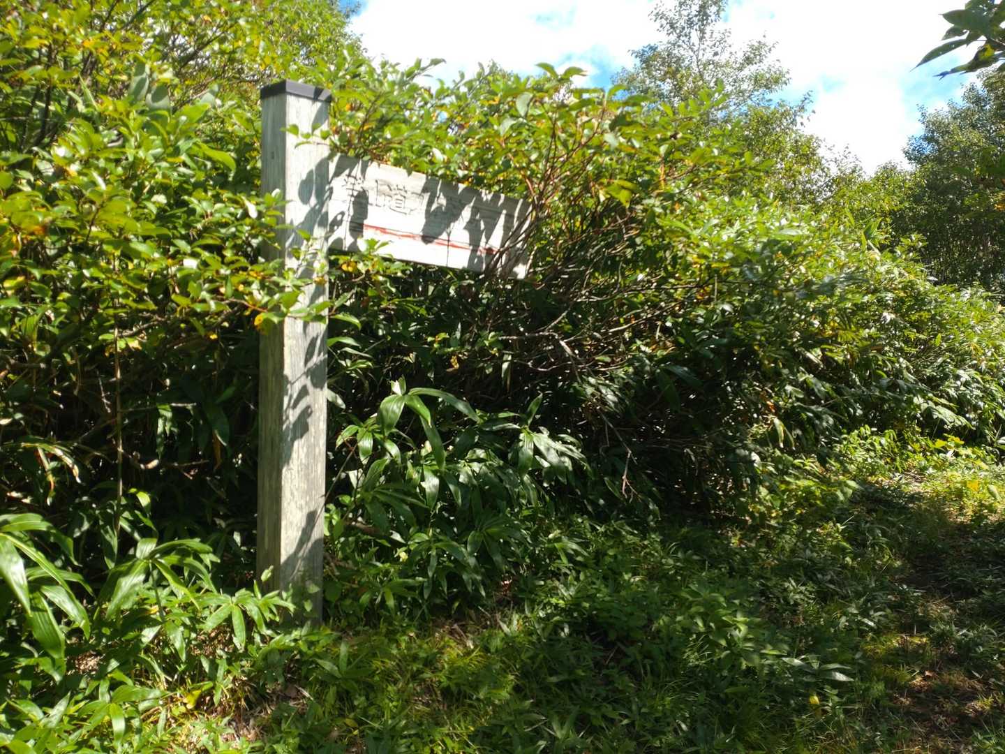 分岐。
帰りはブナ林ルートがかなり惹かれると思いました☺