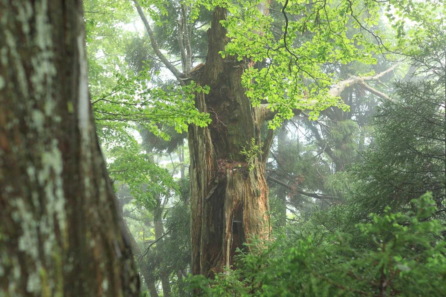 でっかい木もいっぱい🌳