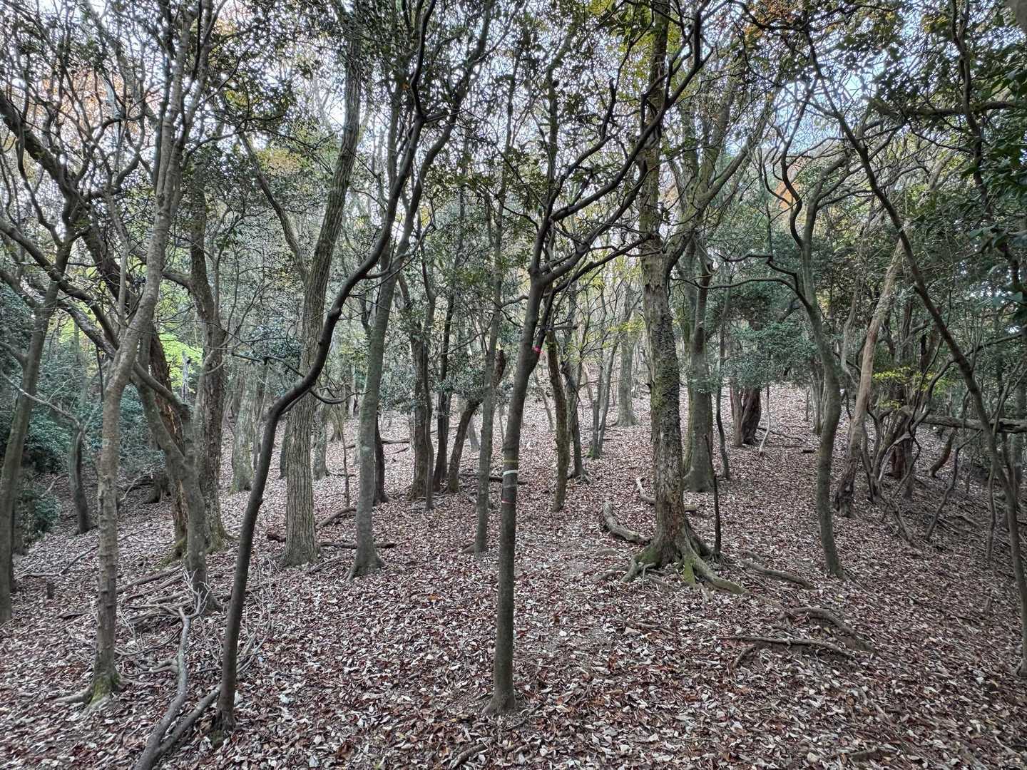 広い疎林の斜面を登ります。実はこういう所にこそ道迷いの危険が潜んでいる。どこでも歩けてしまうので、歩きやすい所を歩いていると、いつの間にかルートを外してしまう。特に下りは勢いで下ったら全然方向違い！なんてことはよくあること。とにかくマーカーを常に確認すること。マーカーさえ見失わなければ大間違いはしません。