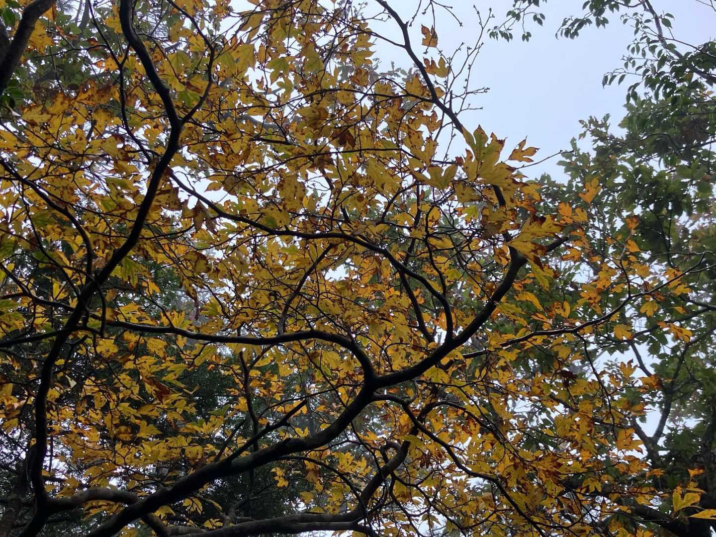 色づいてるけど、紅葉はまだ早いのかなぁ
赤やオレンジは少ないです