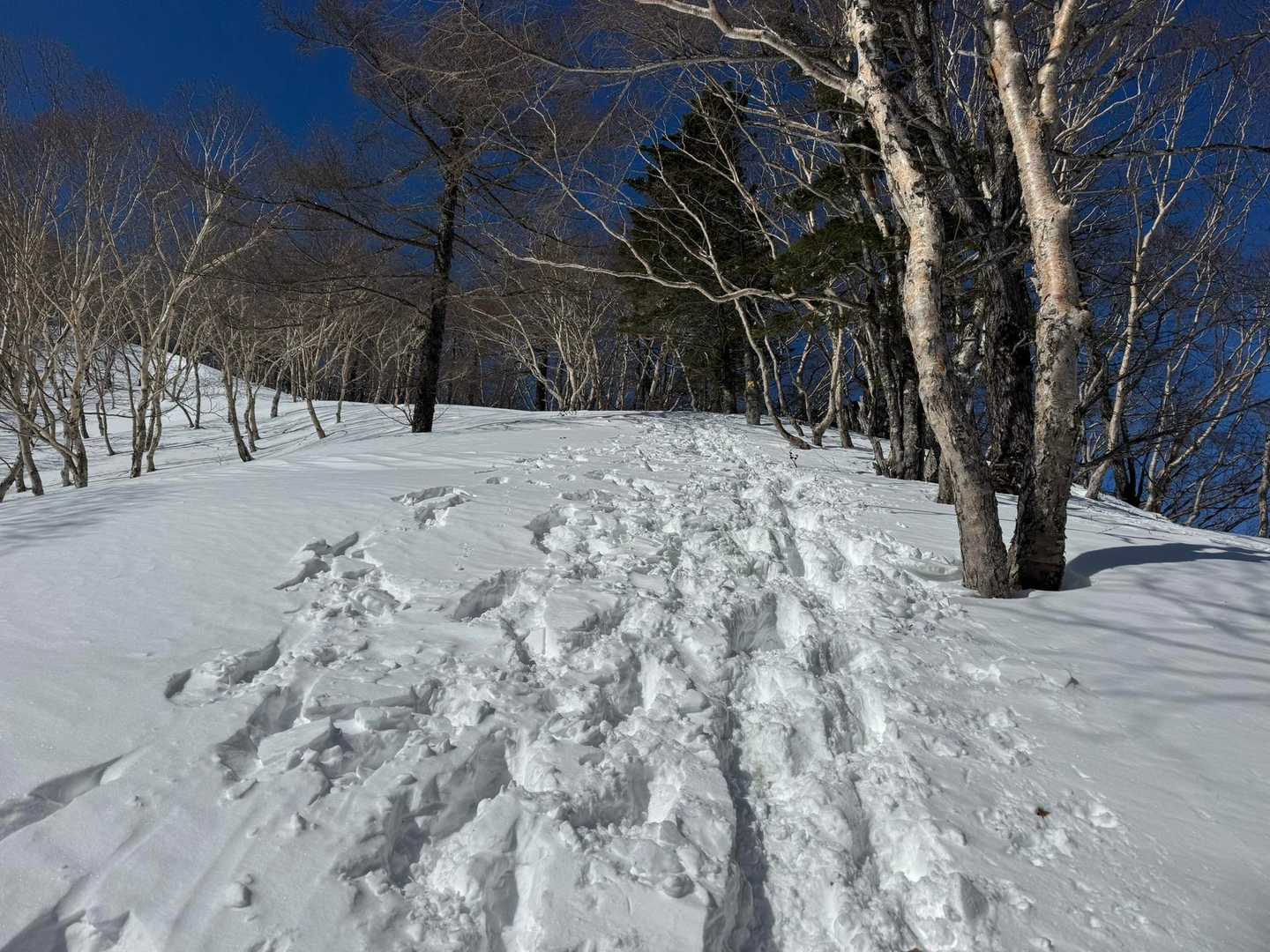 前白根山 往復コースの写真