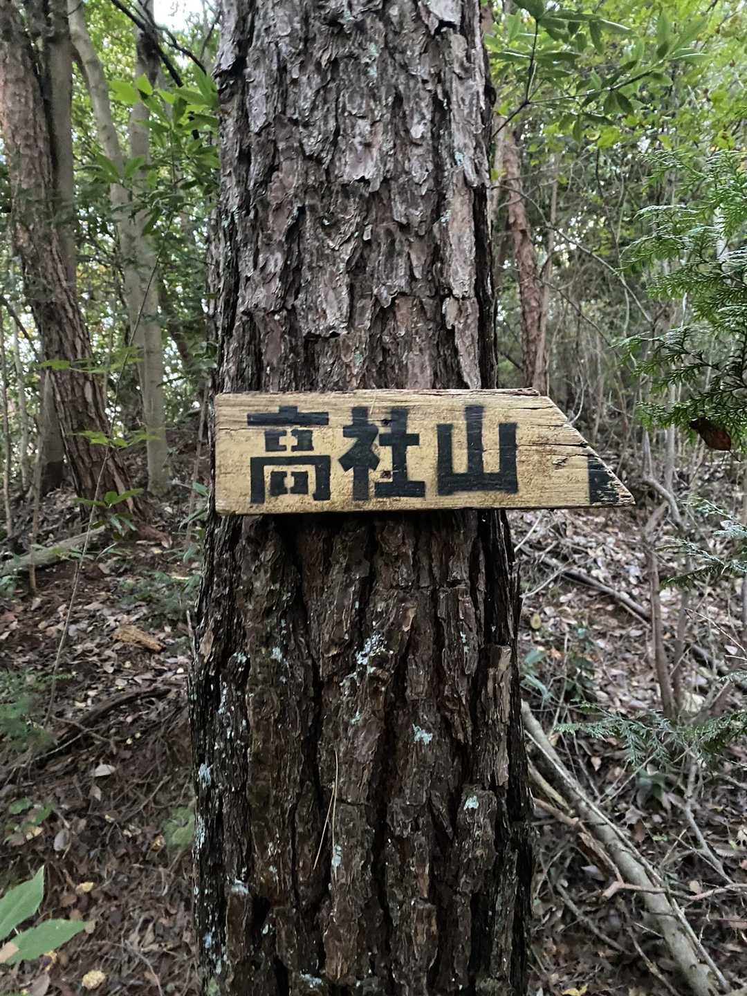 高社山 往復コースの写真