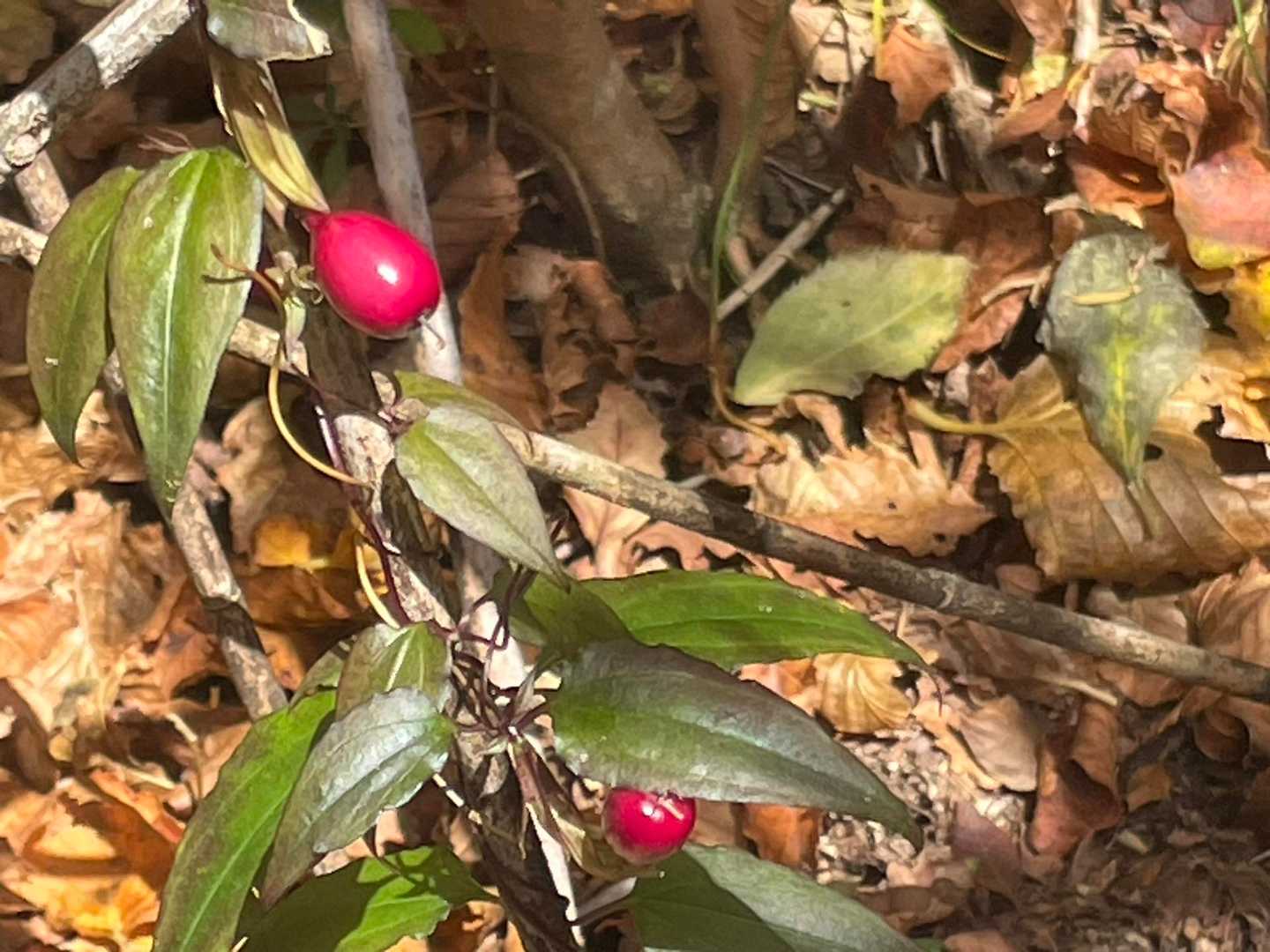 西周りへ
ツルリンドウの実
かわいい😍