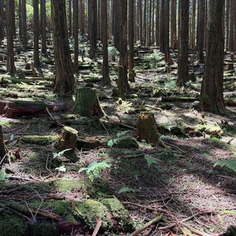 苔が幻想的だよ🤫