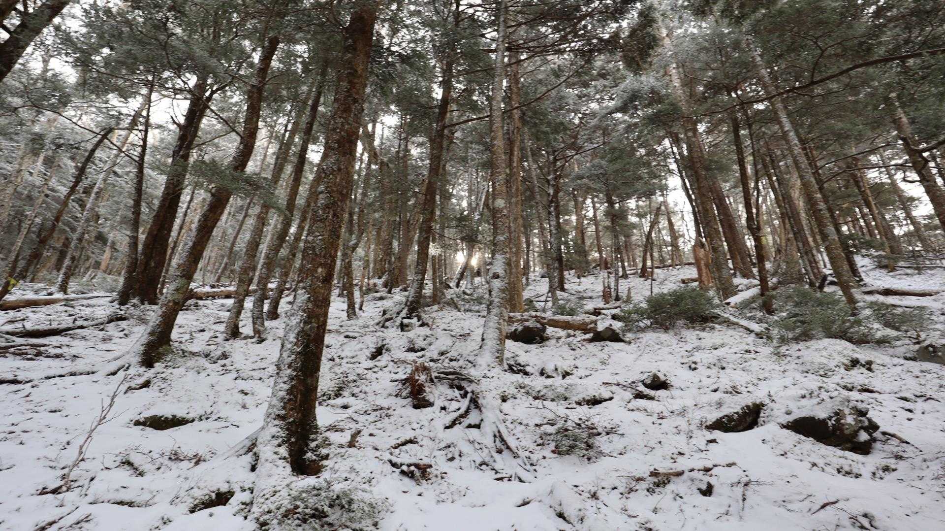 ここから先は体感気温もグッと下がり、上を見上げると霧氷がチラホラ❄️