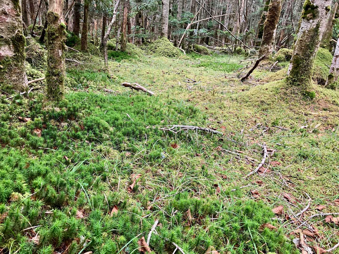 苔の森。