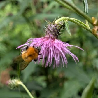 ミツバチ🐝