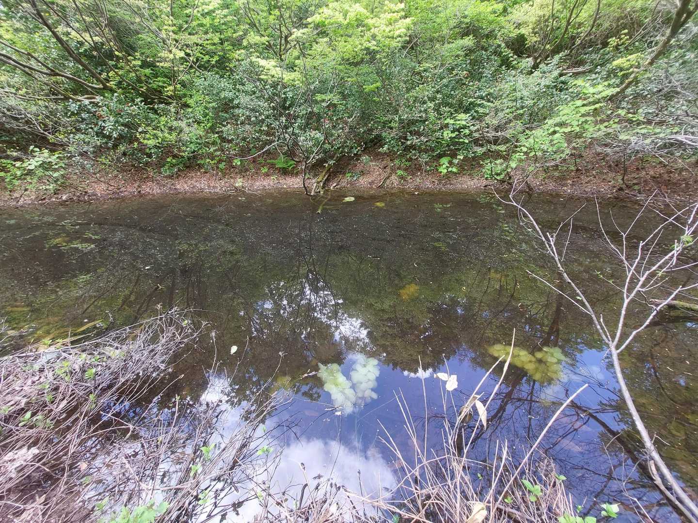 池の中に