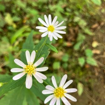 キク科シオン属の多年草であるシロヨメナ（白嫁菜）