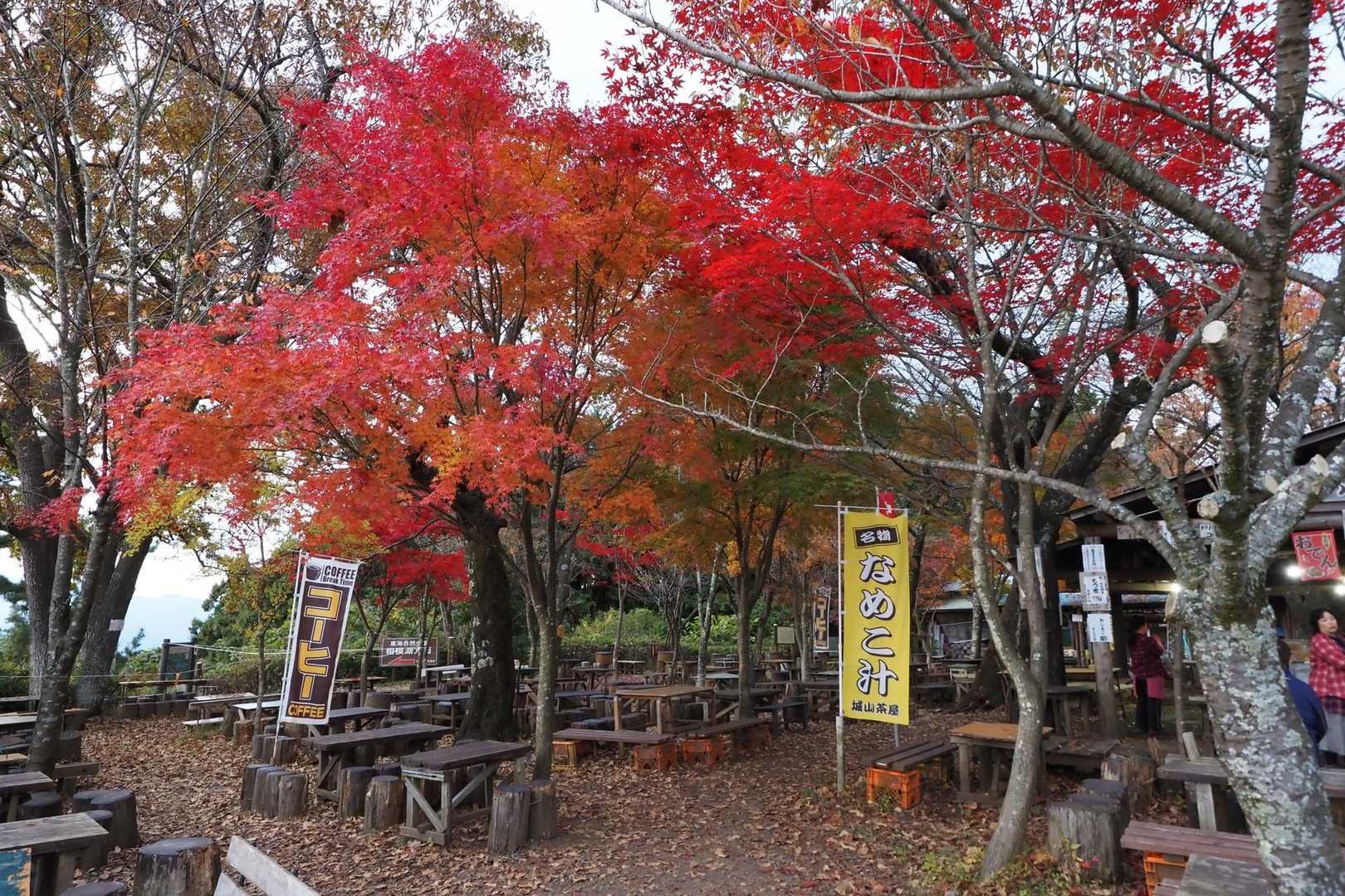 見頃です！お見事！