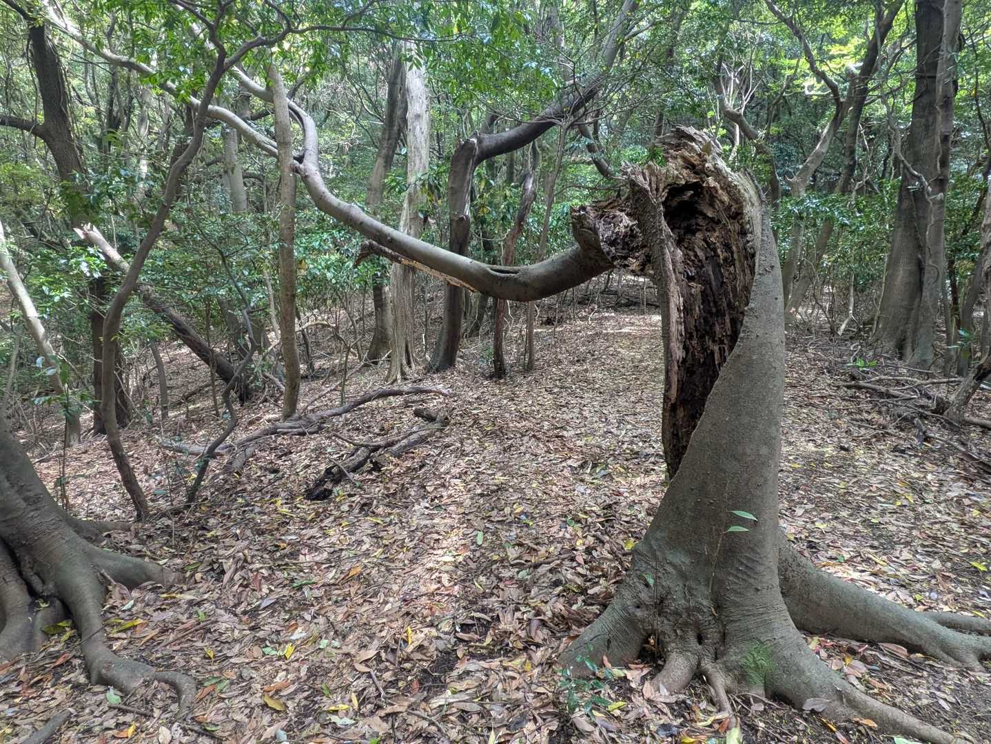 すごいことになってる💦
でも枝の先には緑の葉が🌿
生命力ってすごい