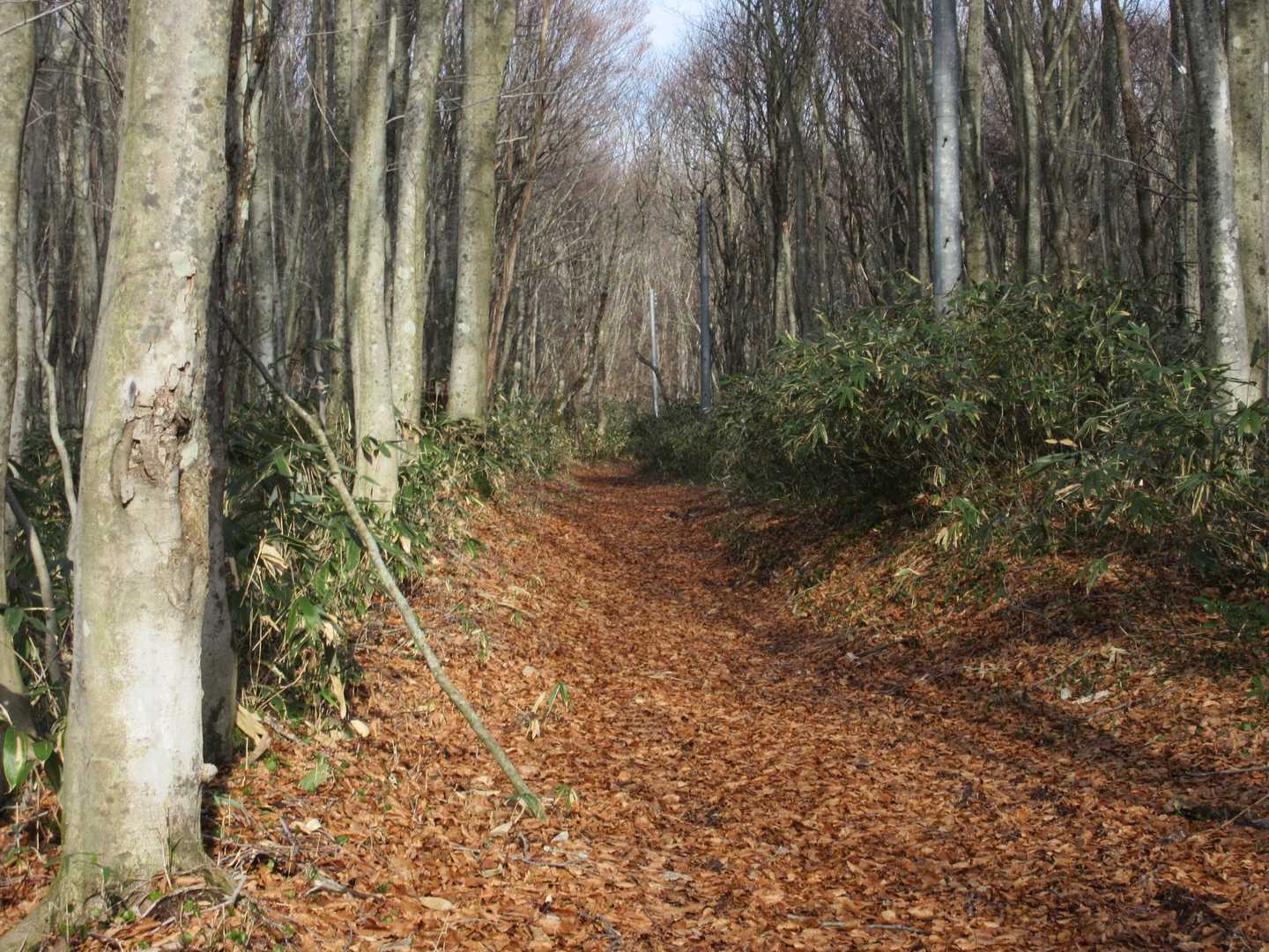 落ち葉でフカフカの登山道🍂