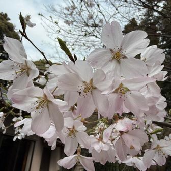 桜🌸

ソメイヨシノではないのかなぁ
なんか花びらが大きかった！
