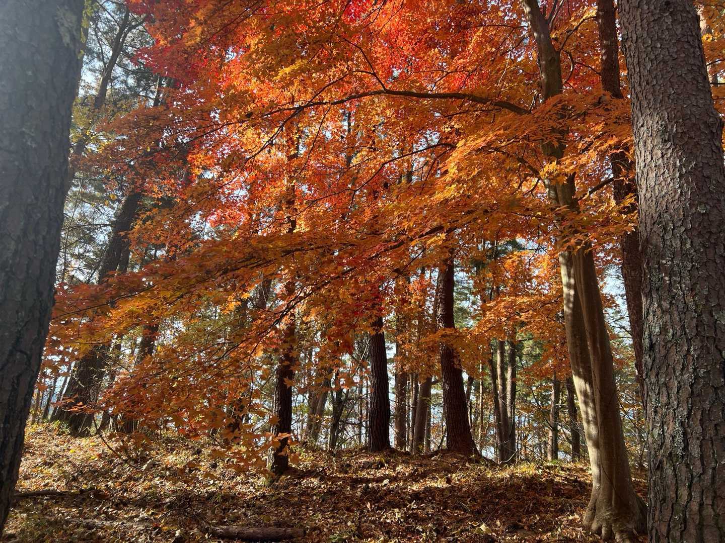 素晴らしい紅葉🍁