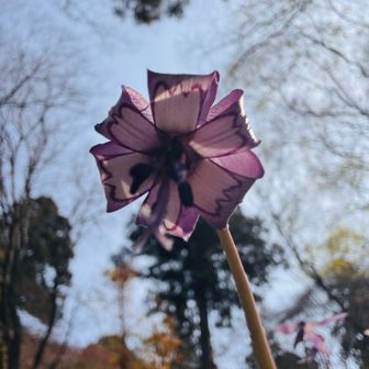 真下から覗く🫣
風車みたい💜