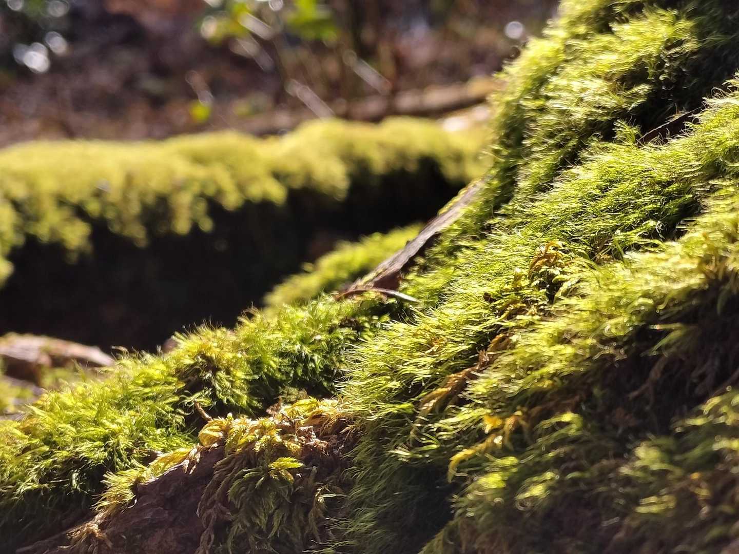 もふ活🌱‬