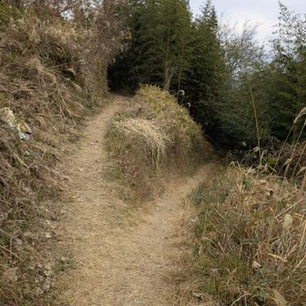 私は右側の道を選びました〜