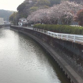 橋の上からのさくら🌸並木