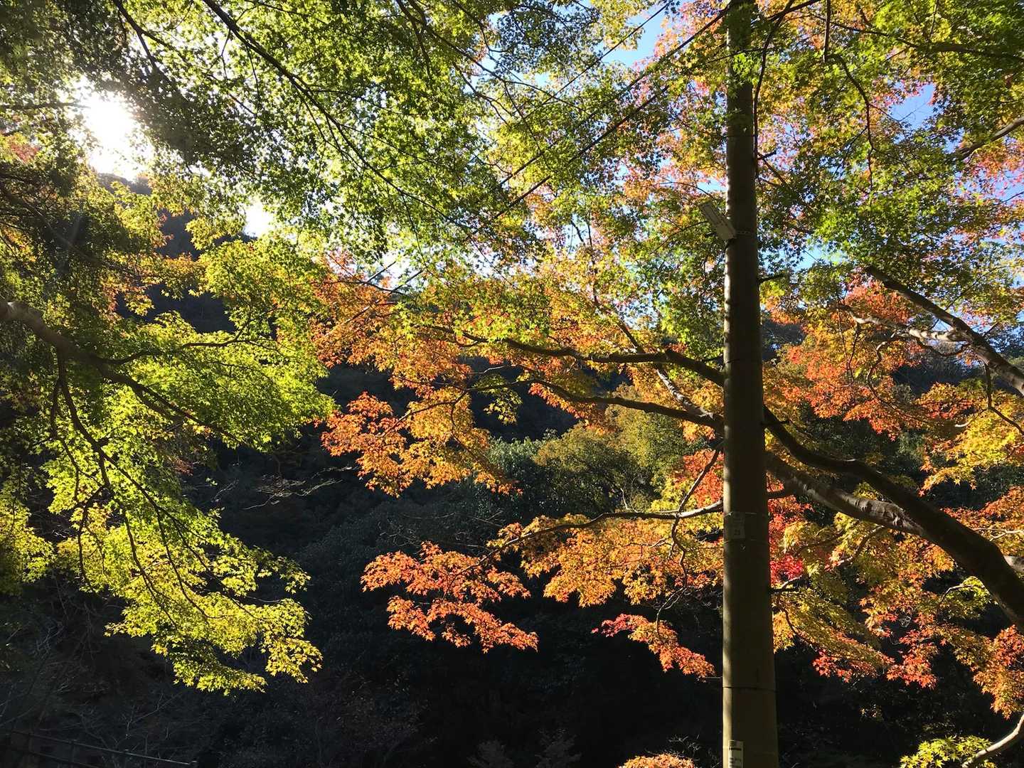 新神戸駅-滝山城跡登山口 縦走コースの写真