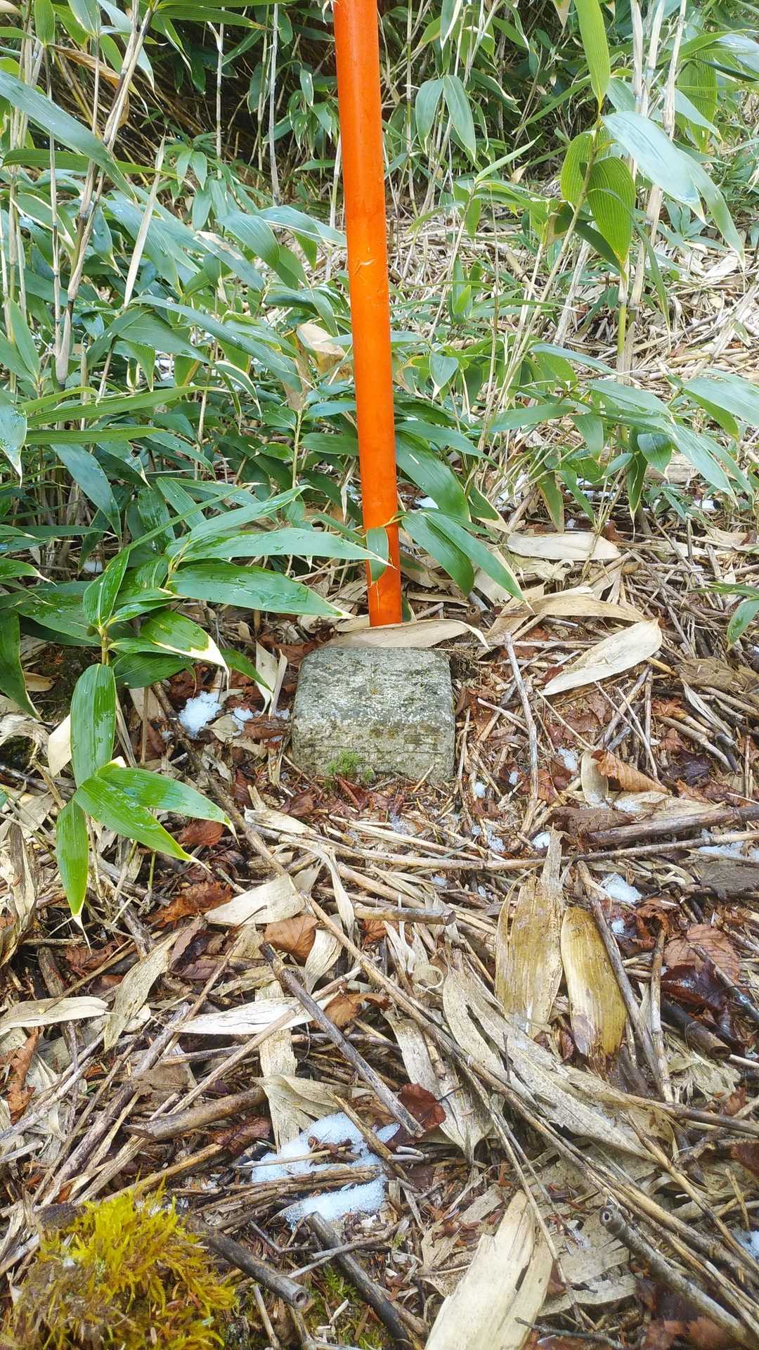やっと着いた
藪の中の三角点