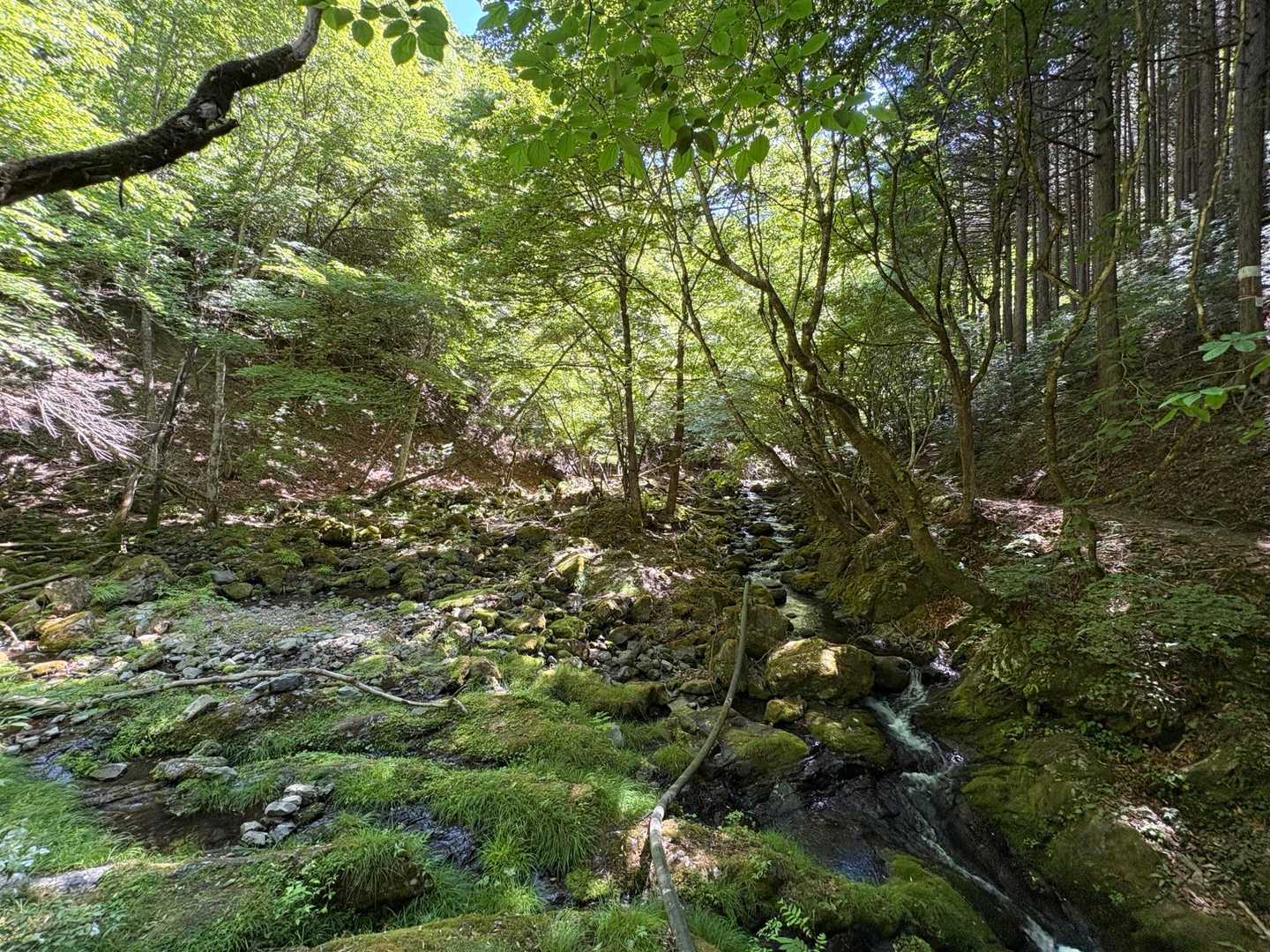 苔むす渓流も良い感じです
