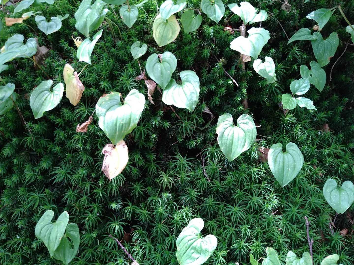 美しい苔と葉っぱ