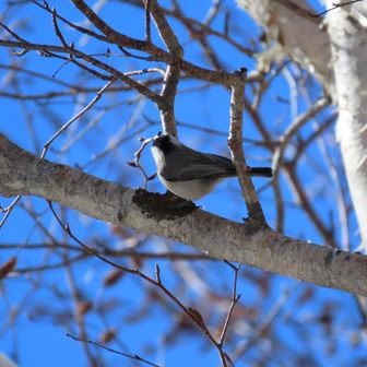 コガラさんただいまー🐥⸒⸒
こっち向いてーw